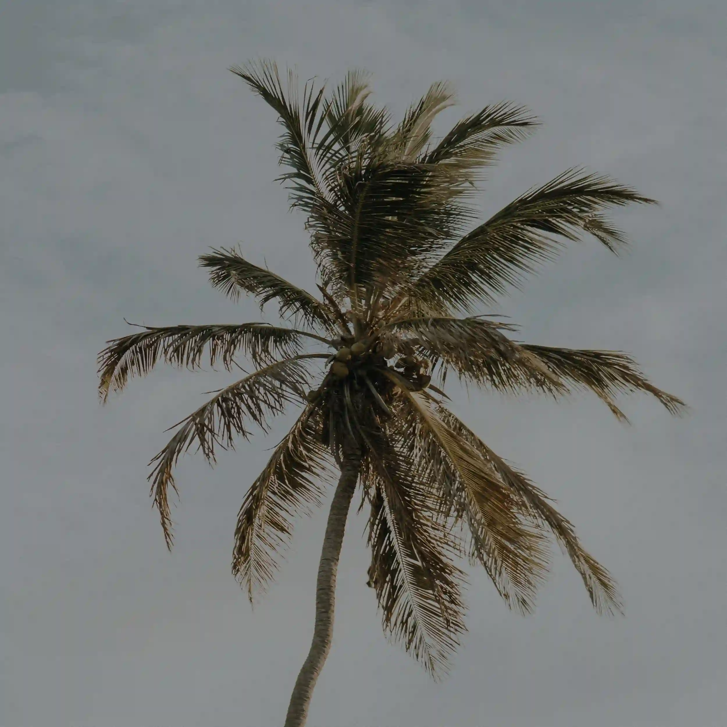 Coconut palm in Bali